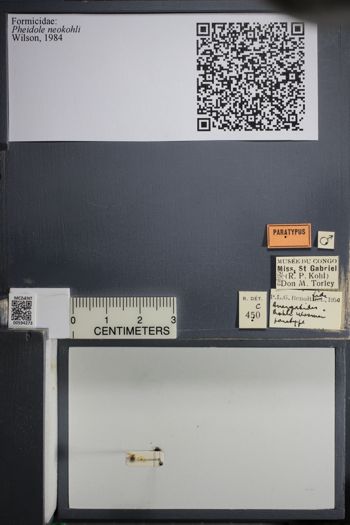 Media type: image; Entomology 594273
